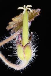 Image: P.B. Heenan © Landcare Research 2014 